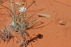 Dimorphocarpa wislizeni