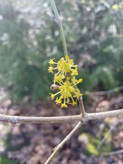 Cornus