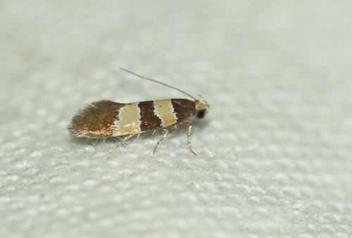 Goidanichiana jourdheuillella