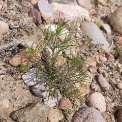 Cordylanthus rigidus setigerus