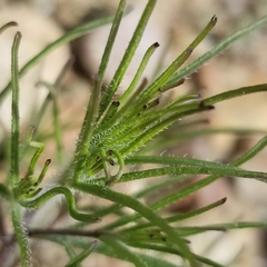 Cordylanthus rigidus setigerus