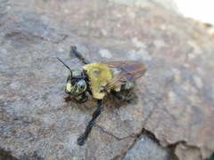 Xylocopa virginica