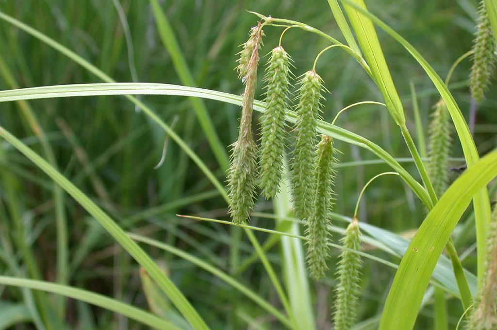 Carex dimorpholepis