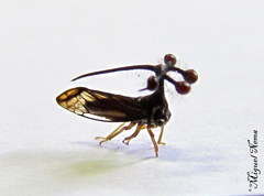 Bocydium globulare