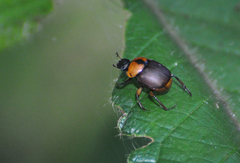 Canthon triangularis