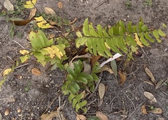 Phanerophlebia