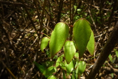 Smilax vaginata
