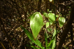Smilax vaginata