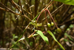 Smilax vaginata