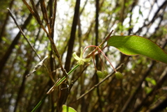 Smilax vaginata