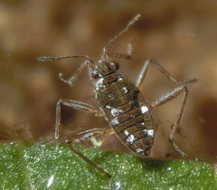 Microvelia americana
