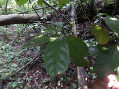 Terminalia amazonia