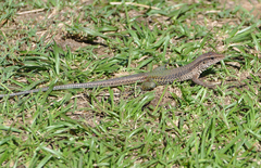 Ameiva ameiva