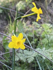 Narcissus jonquilla