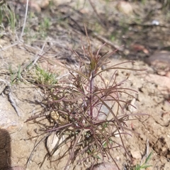 Cordylanthus rigidus setigerus