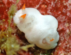 Verconia simplex