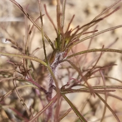 Cordylanthus rigidus setigerus