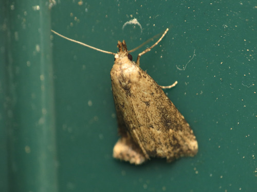 Black-spotted Schrankia photo 2