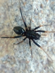 Steatoda ancorata
