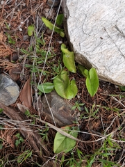 Arisarum