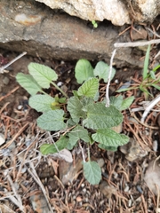 Convolvulus althaeoides