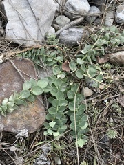 Linaria dalmatica dalmatica