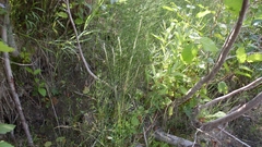 Sphenopholis intermedia