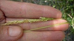 Sphenopholis intermedia