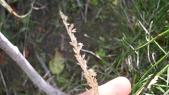 Sphenopholis intermedia