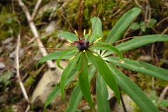 Paris polyphylla stenophylla