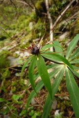 Paris polyphylla stenophylla