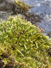 Sciuro-hypnum reflexum