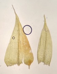 Sciuro-hypnum reflexum