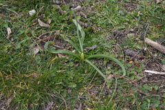 Ornithogalum nutans