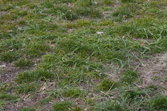 Ornithogalum nutans