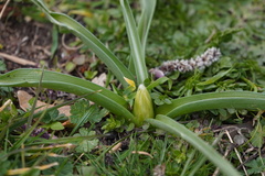 Ornithogalum nutans