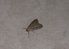 Lepidoptera