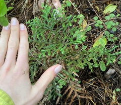 Libocedrus bidwillii