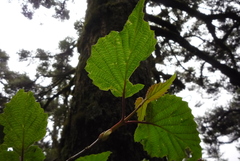 Viburnum betulifolium