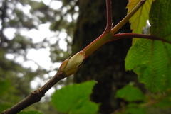 Viburnum betulifolium
