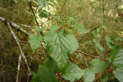 Viburnum betulifolium