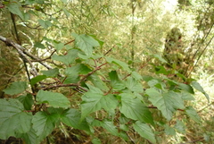 Viburnum betulifolium