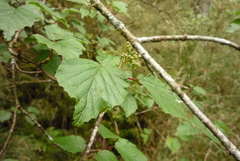 Viburnum betulifolium