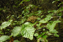 Viburnum betulifolium