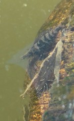 Atyaephyra desmarestii