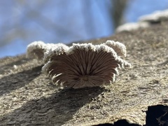Schizophyllum commune