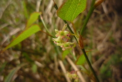 Smilax vaginata