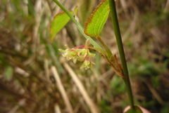 Smilax vaginata