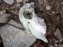 Ovis aries