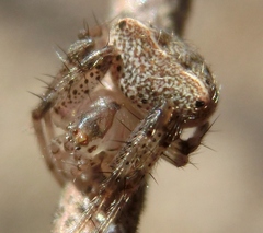Araneus miniatus